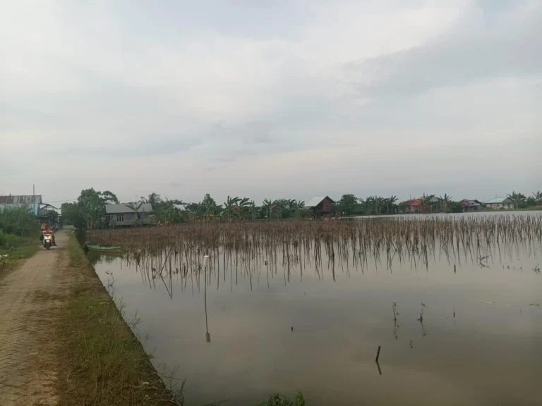 Perlindungan Lahan Sawah di Kabupaten Banjar Belum Jelas, Alih Fungsi Lahan Terus Mengancam Perlindungan Lahan Sawah di Kabupaten Banjar Belum Jelas, Alih Fungsi Lahan Terus Mengancam