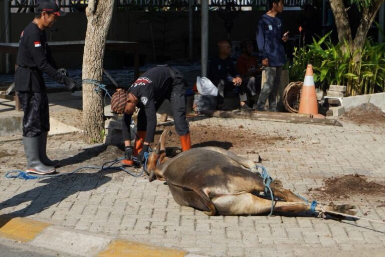 Pemkab Banjar Sembelih Tiga Ekor Sapi Kurban Pemkab Banjar Sembelih Tiga Ekor Sapi Kurban