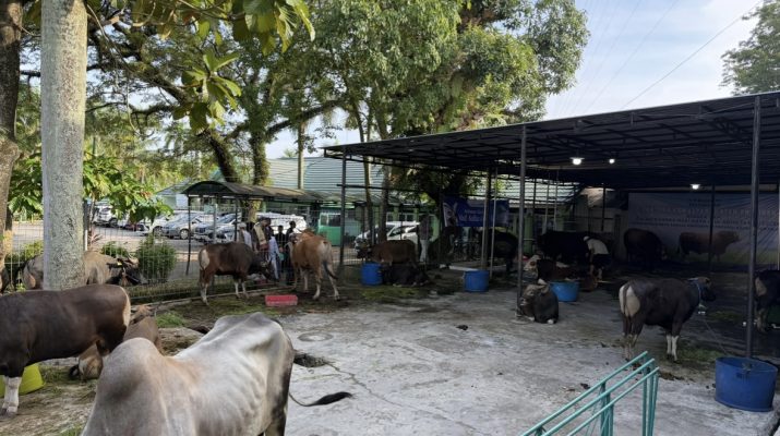 Disbunnak Kalsel Pastikan Stok Sapi Kurban Aman 2026 Disbunnak Kalsel Pastikan Stok Sapi Kurban Aman 2026