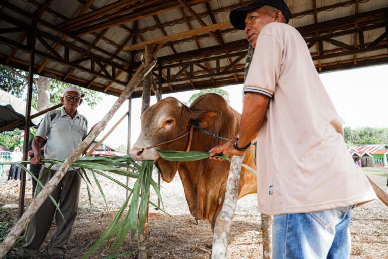 Pemkot Banjarbaru Serahkan Sapi Kurban Presiden Iduladha 1447 H Pemkot Banjarbaru Serahkan Sapi Kurban Presiden Iduladha 1447 H
