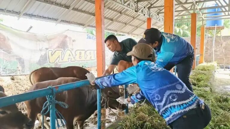 Distan Banjar Periksa Ratusan Kesehatan Sapi Kurban di Cindai Alus 2026