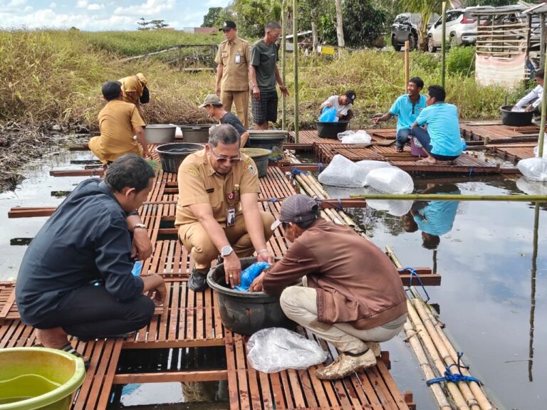 Dislautkan Kalsel Hibahkan 24 Ribu Benih Ikan Haruan di HSS Dislautkan Kalsel Hibahkan 24 Ribu Benih Ikan Haruan di HSS